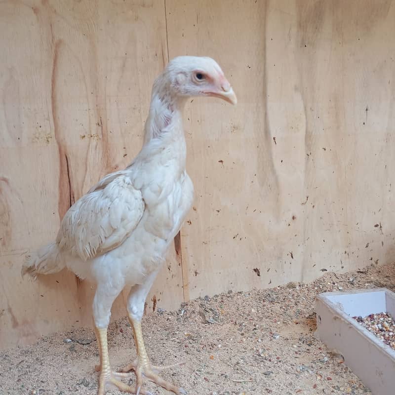 White shamo/shamo chicks/ black shamo / Pure High Quality chicks sale 3