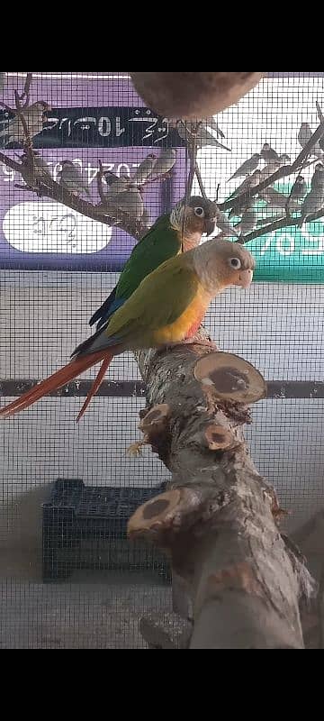 conure male 0