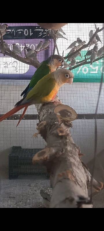 conure male 1