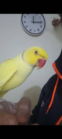 hand tame yellow ring neck male parrot for sale bate karta hai