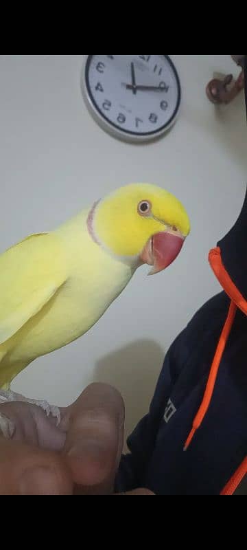 hand tame yellow ring neck male parrot for sale bate karta hai 0