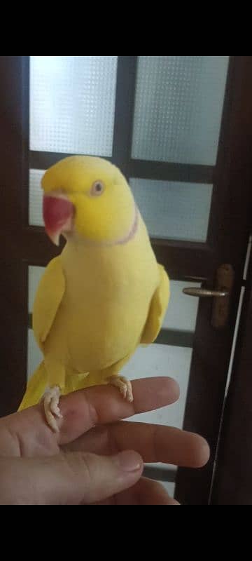 hand tame yellow ring neck male parrot for sale bate karta hai 1