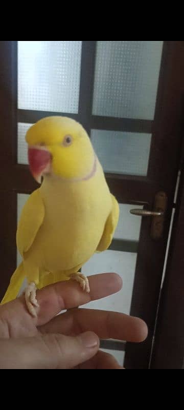 hand tame yellow ring neck male parrot for sale bate karta hai 4