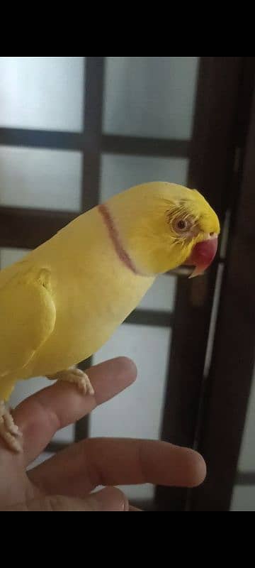 hand tame yellow ring neck male parrot for sale bate karta hai 5