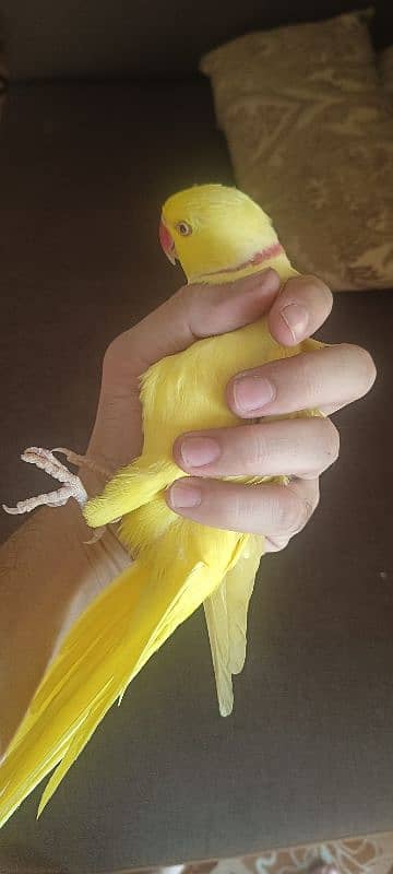 hand tame yellow ring neck male parrot for sale bate karta hai 6