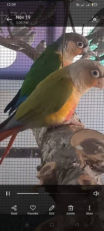 conure male 2