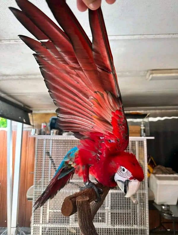 red macaw parrot for sale chicks 03086827902 1