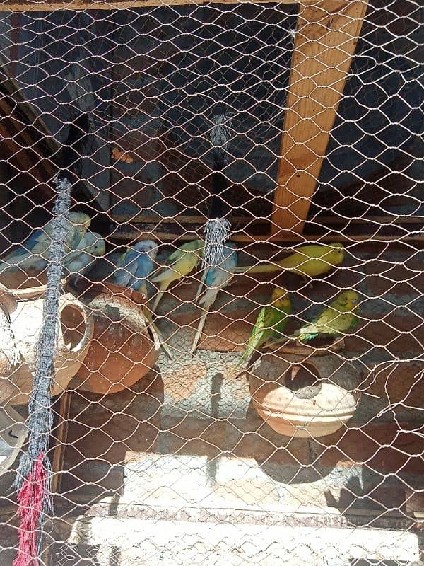 Australian parrot 5 pair 1 pair 700 ka total3500 0