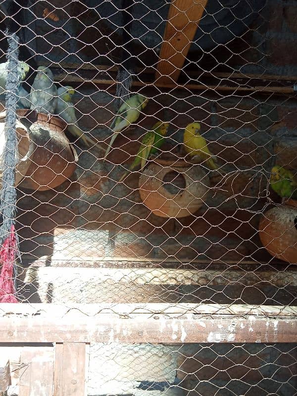 Australian parrot 5 pair 1 pair 700 ka total3500 1