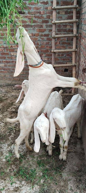 pure rajanpuri bakriyan aur bakri 5