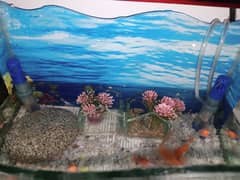 fish aquarium size pics ma ha 03045334473