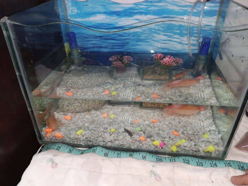 fish aquarium size pics ma ha 03045334473 2