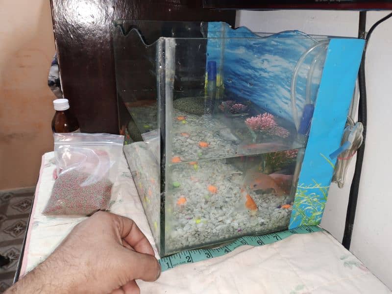 fish aquarium size pics ma ha 03045334473 4