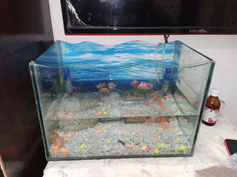 fish aquarium size pics ma ha 03045334473 5