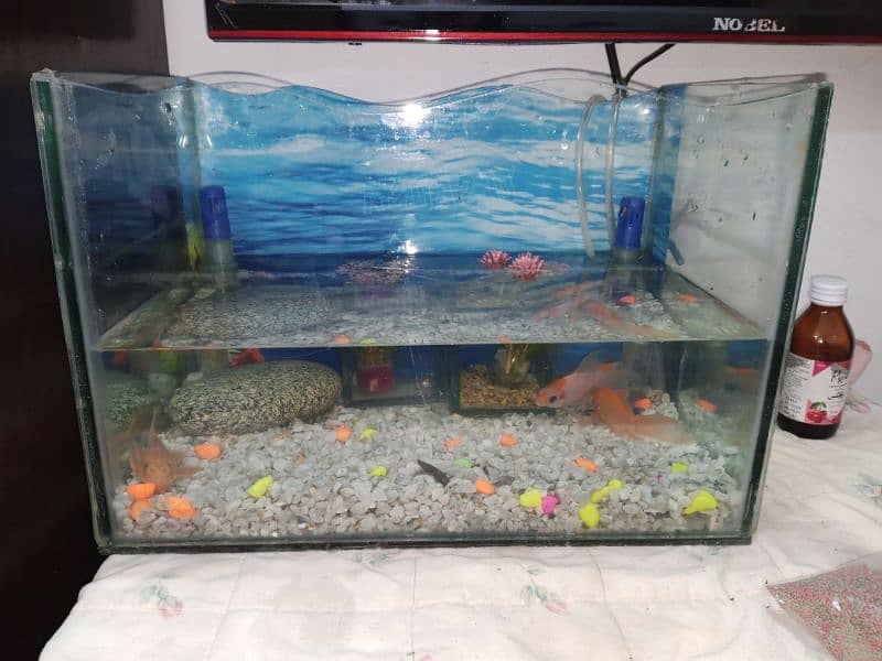 fish aquarium size pics ma ha 03045334473 6