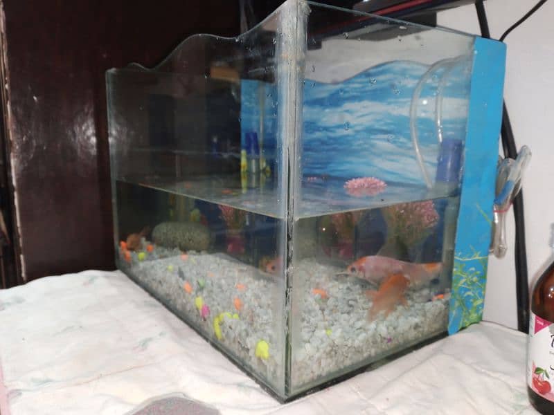 fish aquarium size pics ma ha 03045334473 7