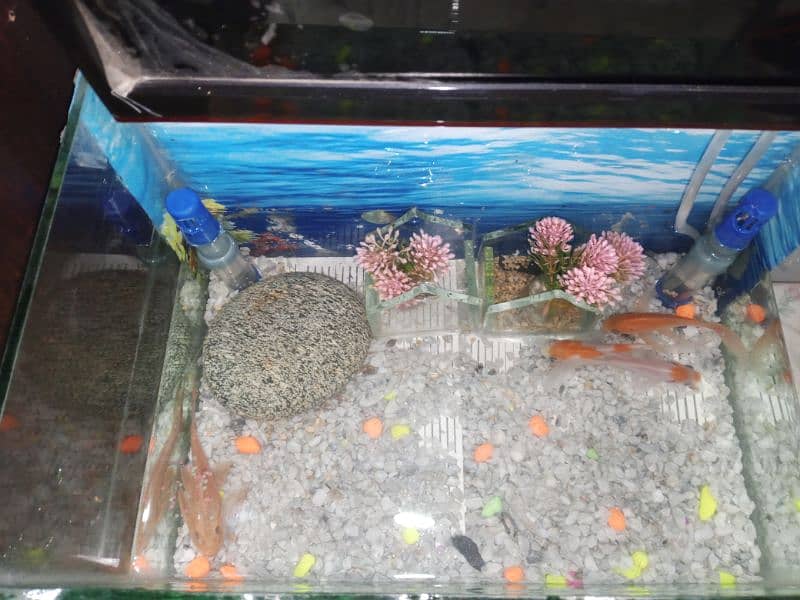 fish aquarium size pics ma ha 03045334473 8