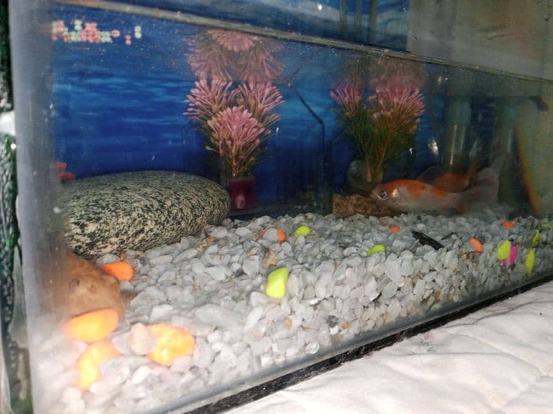 fish aquarium size pics ma ha 03045334473 9