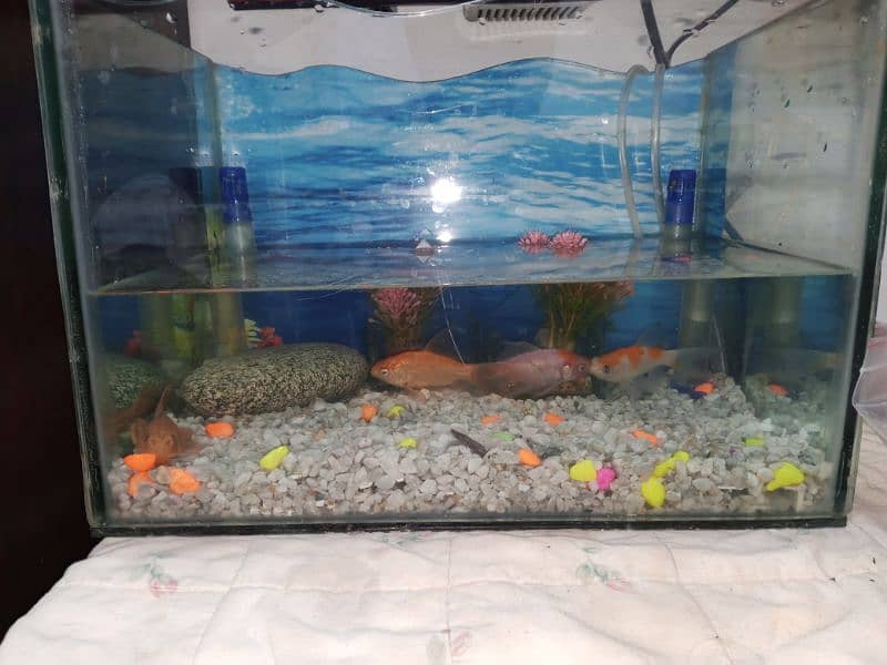 fish aquarium size pics ma ha 03045334473 10