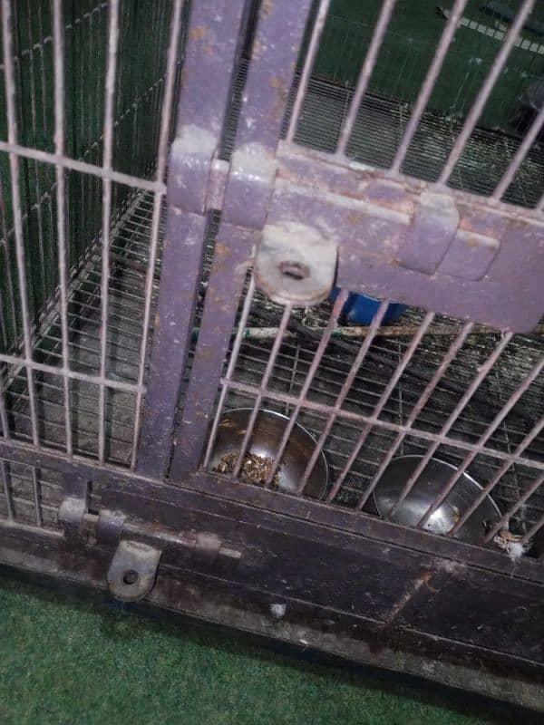 Makao Cage for sale 6