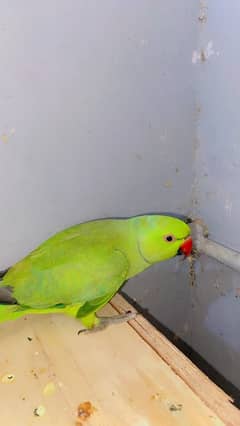 ringneck breeder pair