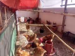 For Sale: Healthy Lemon Brown and Australorp Hens (8 Months Old)