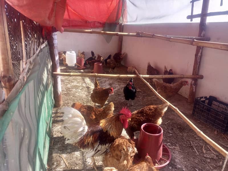 For Sale: Healthy Lemon Brown and Australorp Hens (8 Months Old) 1