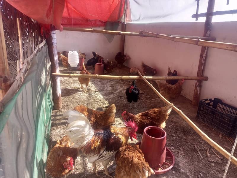 For Sale: Healthy Lemon Brown and Australorp Hens (8 Months Old) 2