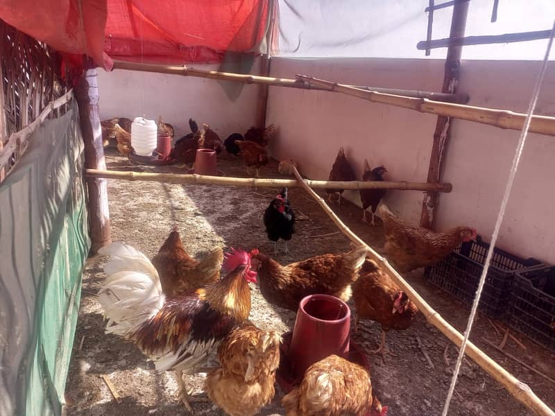 For Sale: Healthy Lemon Brown and Australorp Hens (8 Months Old) 3