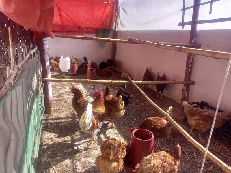 For Sale: Healthy Lemon Brown and Australorp Hens (8 Months Old) 4