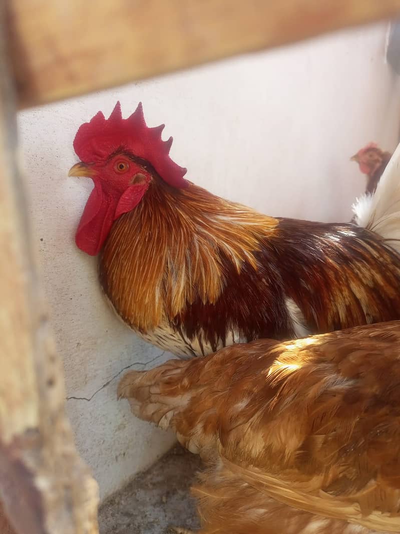 For Sale: Healthy Lemon Brown and Australorp Hens (8 Months Old) 5