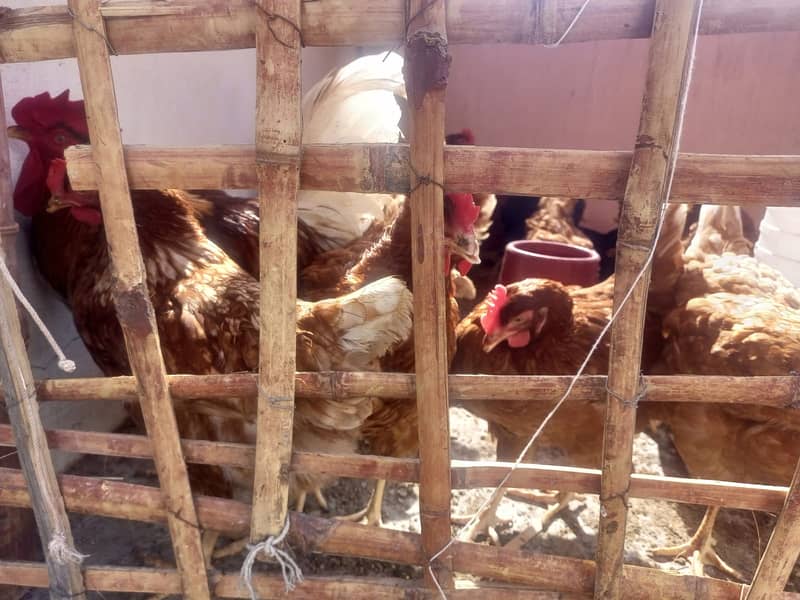 For Sale: Healthy Lemon Brown and Australorp Hens (8 Months Old) 6