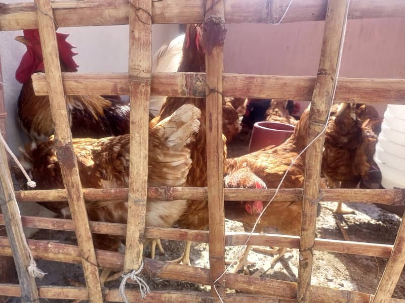 For Sale: Healthy Lemon Brown and Australorp Hens (8 Months Old) 7