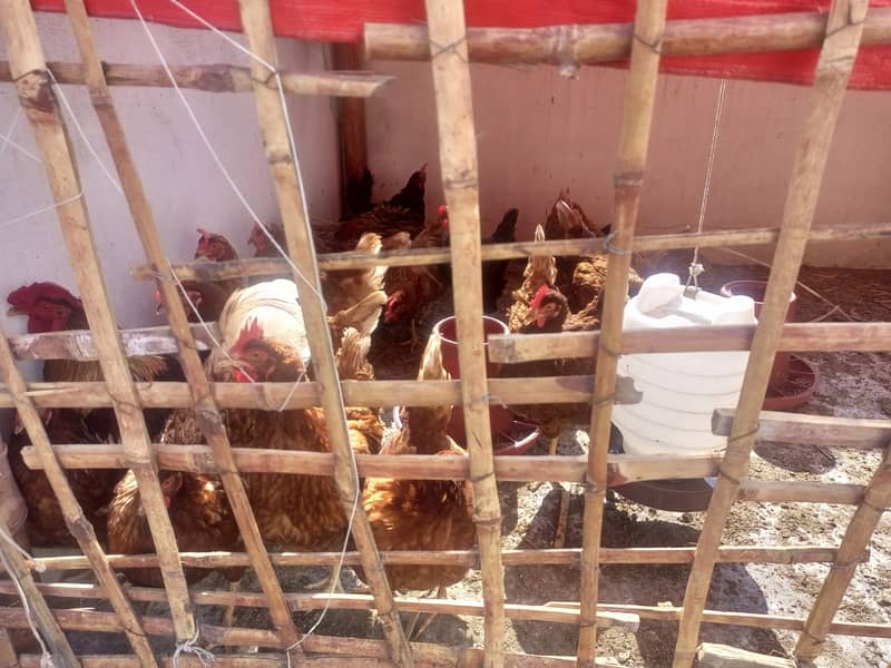 For Sale: Healthy Lemon Brown and Australorp Hens (8 Months Old) 8