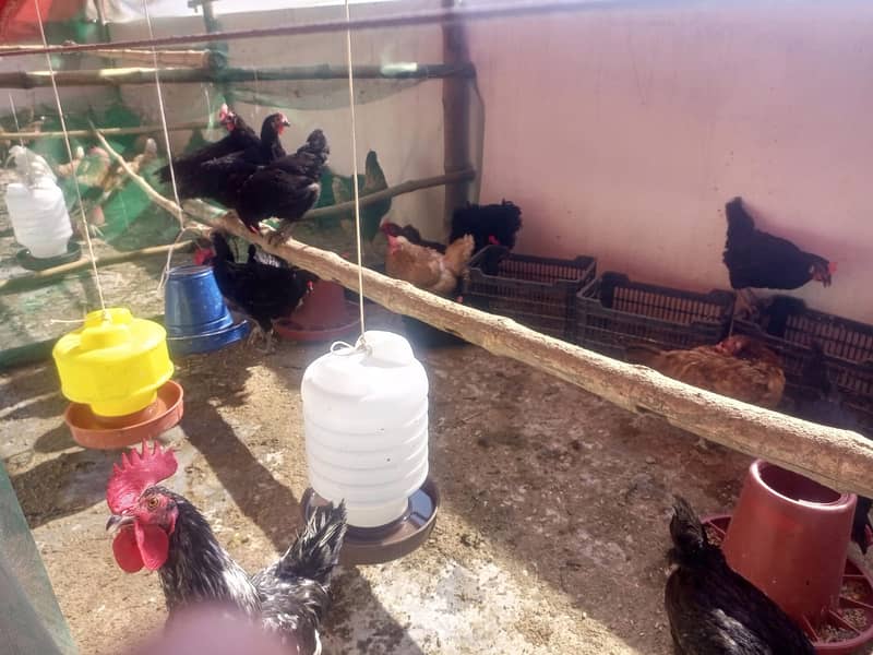 For Sale: Healthy Lemon Brown and Australorp Hens (8 Months Old) 9