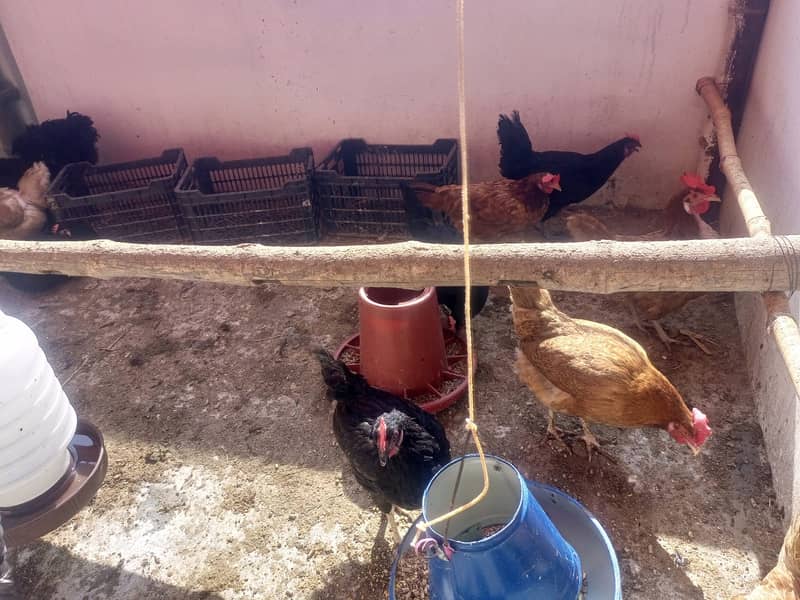 For Sale: Healthy Lemon Brown and Australorp Hens (8 Months Old) 10