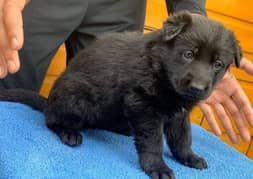 black German Shepherd long cot male