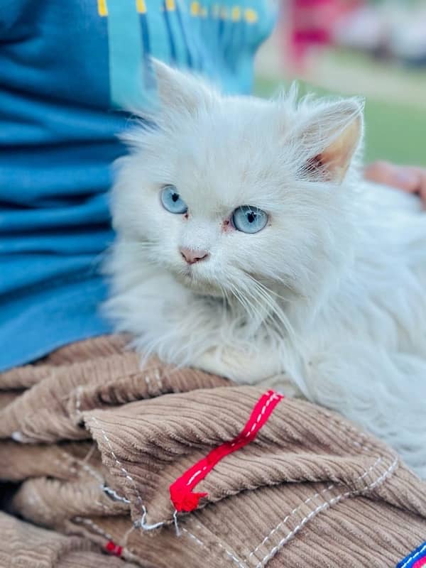 presian male white cat blue eyes 2