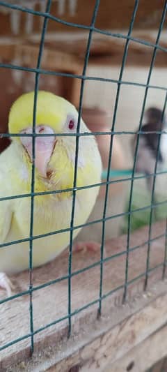 Budgies breeder pair with chicks and eggs