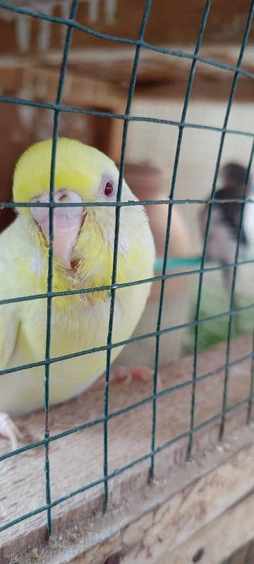 Budgies breeder pair with chicks and eggs 0