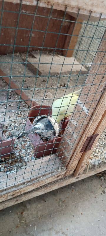 Budgies breeder pair with chicks and eggs 1