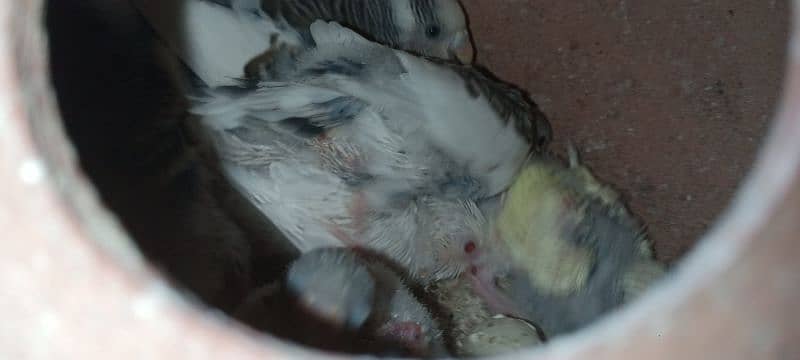 Budgies breeder pair with chicks and eggs 2