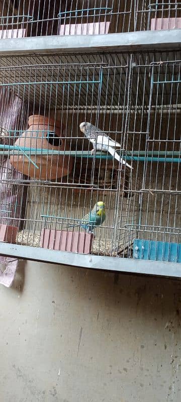 Budgies breeder pair with chicks and eggs 3