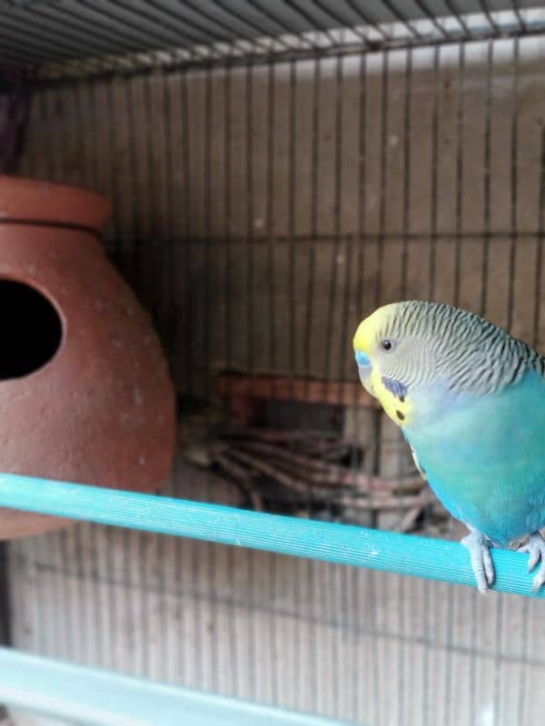 Budgies breeder pair with chicks and eggs 4