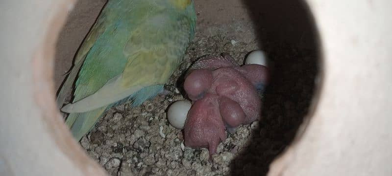 Budgies breeder pair with chicks and eggs 5