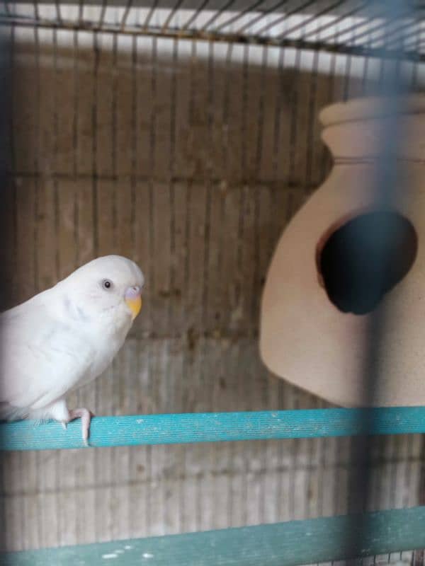 Budgies breeder pair with chicks and eggs 6