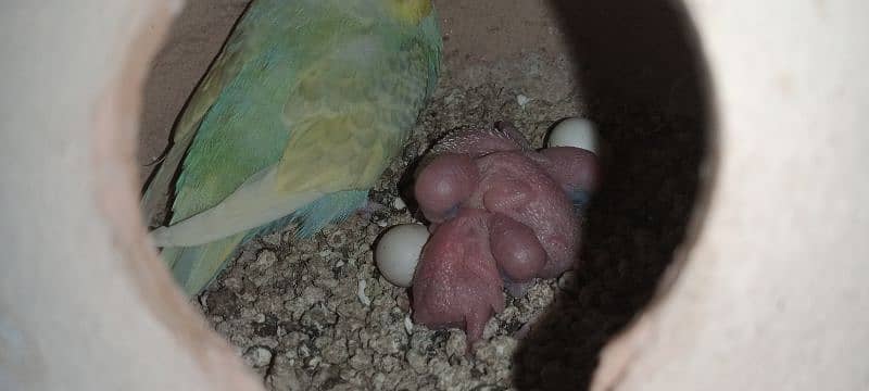 Budgies breeder pair with chicks and eggs 7