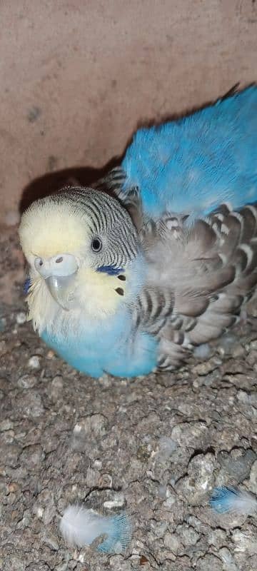 Budgies breeder pair with chicks and eggs 8