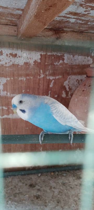 Budgies breeder pair with chicks and eggs 9