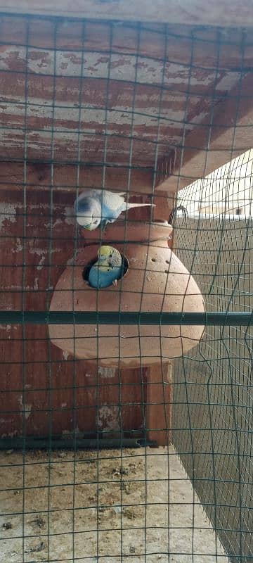 Budgies breeder pair with chicks and eggs 10